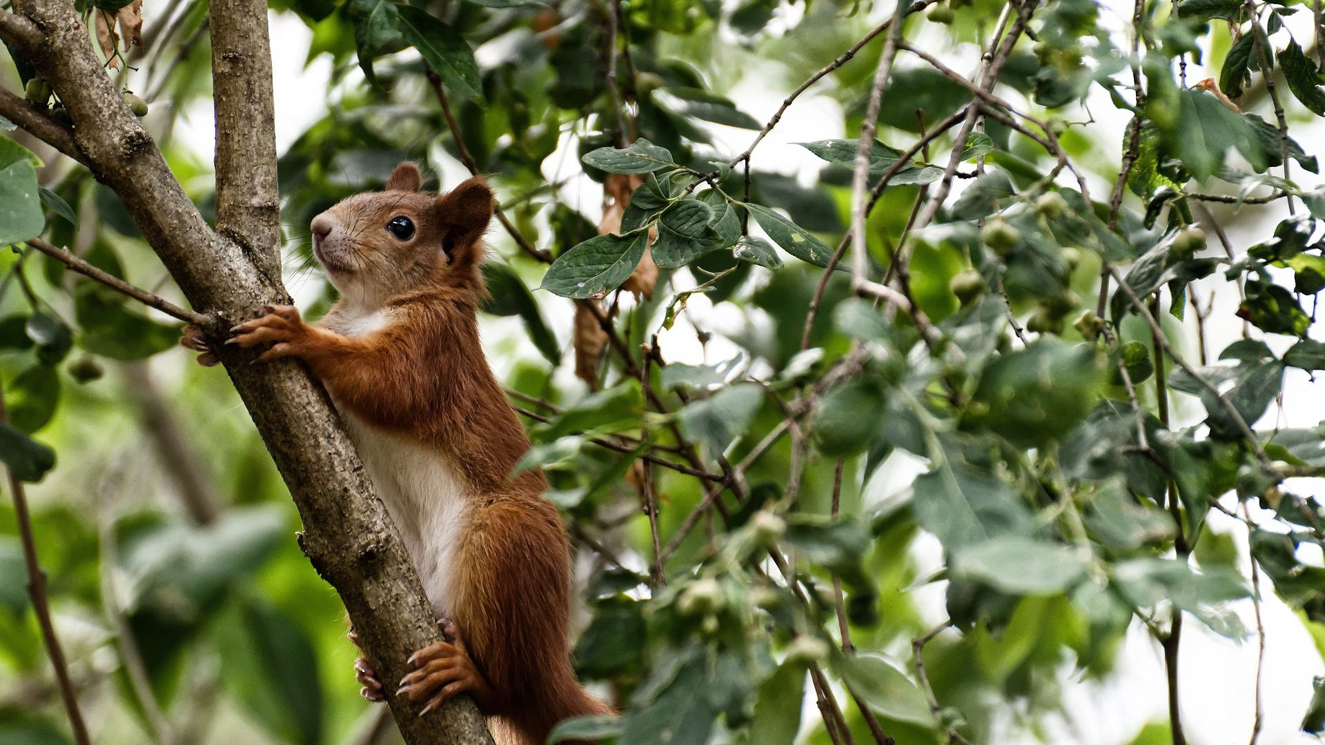 开云体育官网在线-中国女篮合理轮换保持体能，中国队女篮