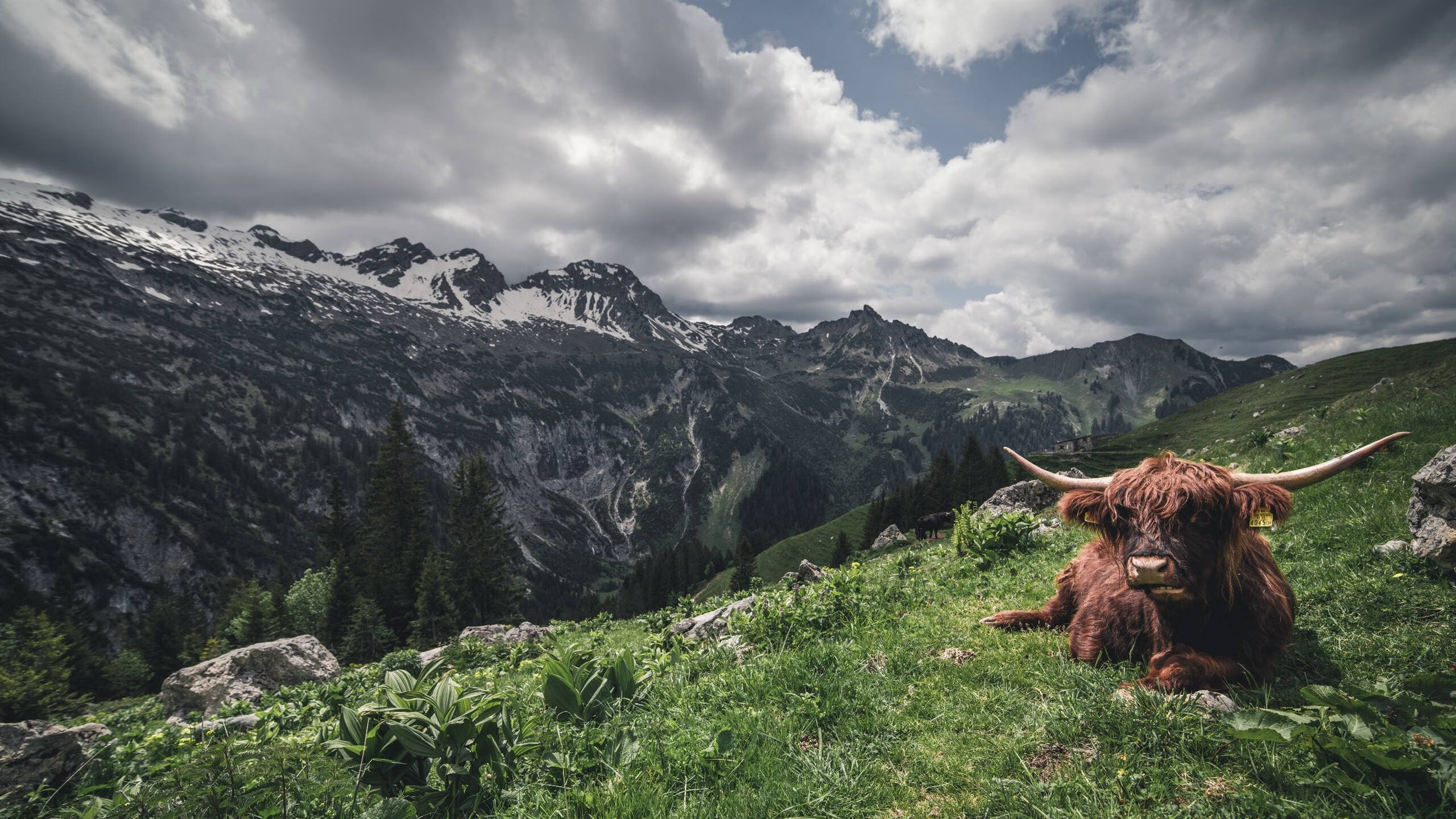 五大联赛是否普遍引入节奏模拟软件用于赛中调控演练,五大联赛节奏最快
