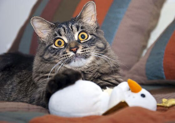 冠军选手体能分配策略研究,冠军选手体能分配策略研究报告