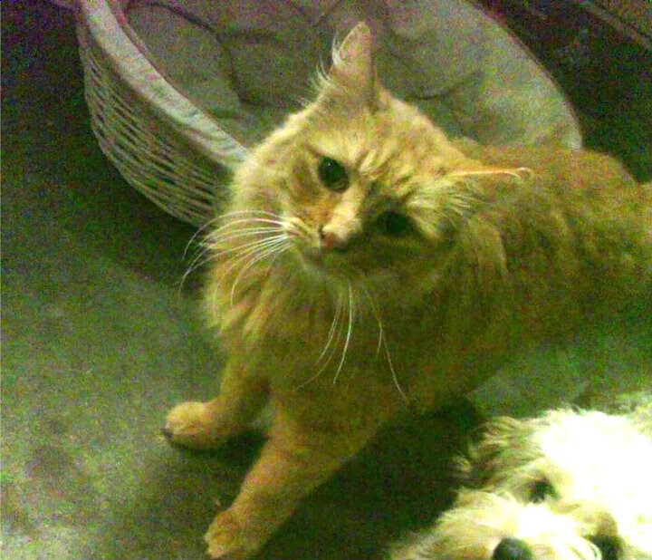 加拿大队在国际乒联混合团体世界杯中的团体协作与个人突破,加拿大乒乓球队员名单