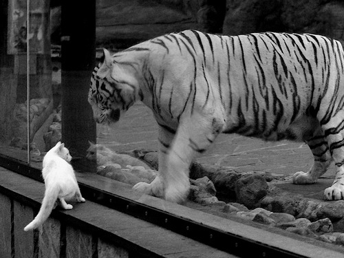 国家队缺乏年轻核心交替机制,国家队缺乏年轻核心交替机制吗