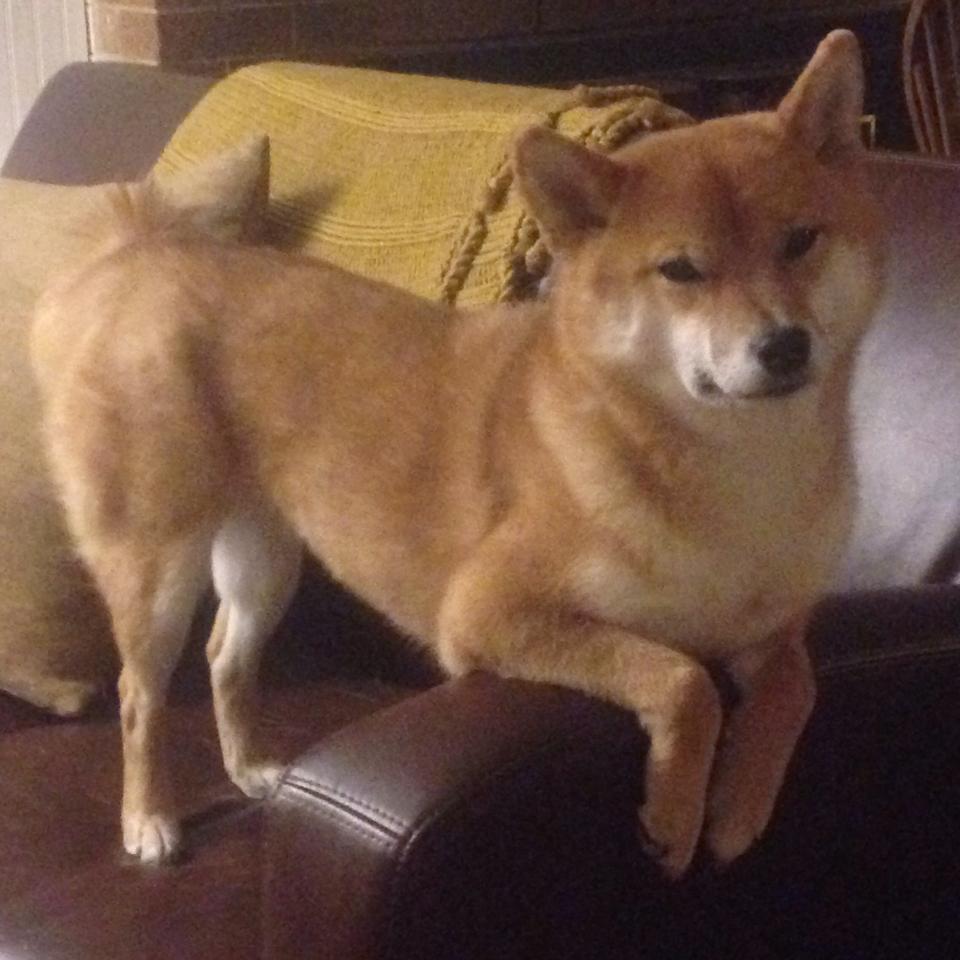 球队快发界外球战术使用频率是否呈上升趋势,界外球发球视频