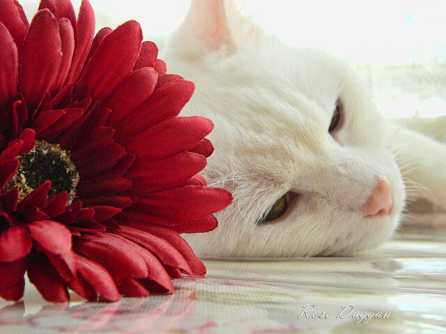 美国乒乓队的未来:如何通过增强心理素质克服比赛压力,美国人 乒乓球