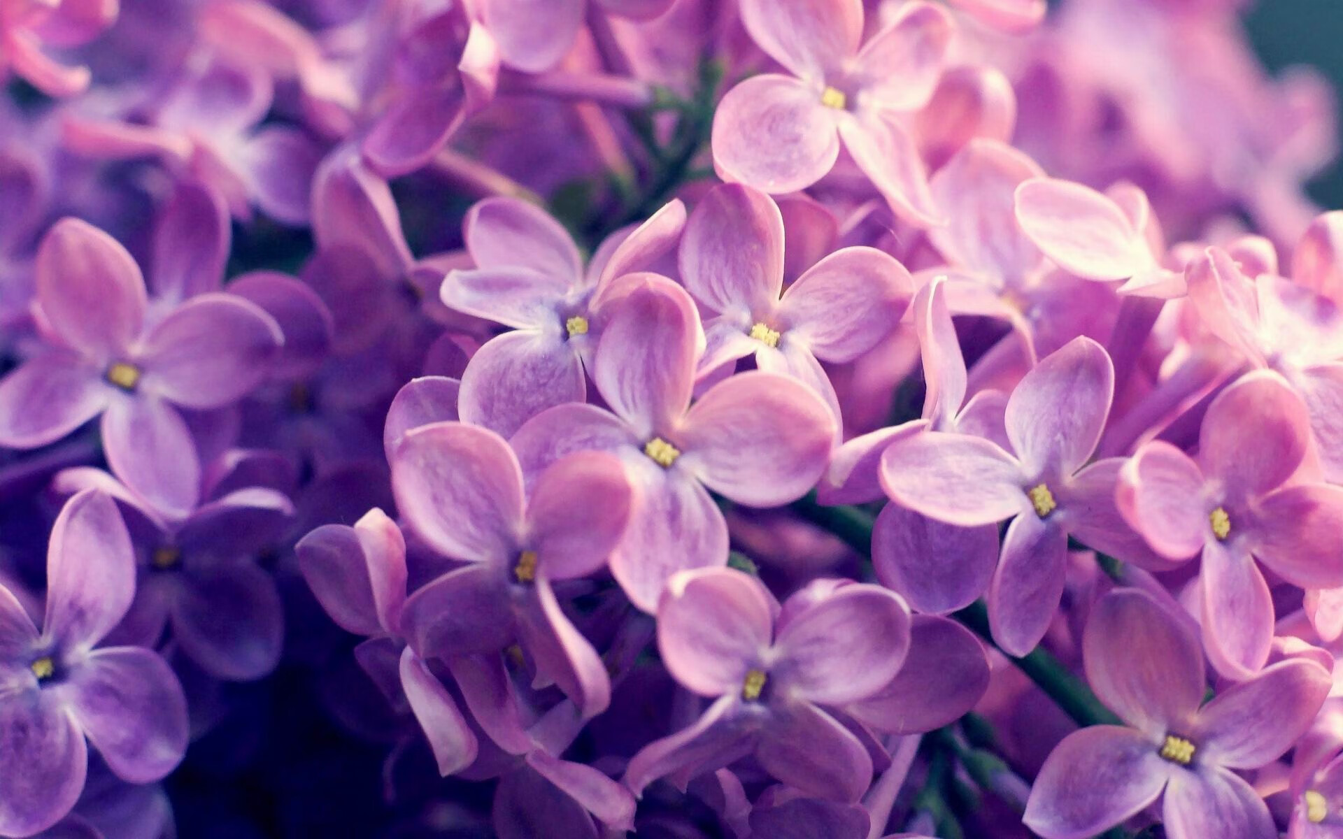 “埃尔斯·霍斯特带领南非羚羊队防守无漏洞”