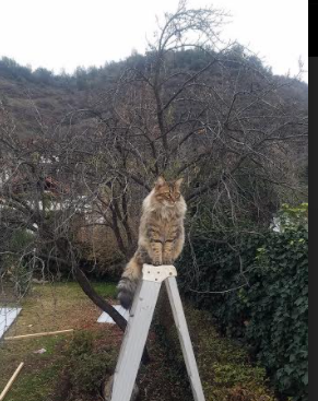 中国足球职业俱乐部优化赛后恢复流程,中国足球联赛开始走向职业化