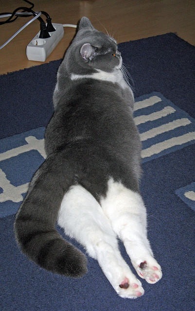 匈牙利男队再度闯入世锦赛决赛圈,匈牙利男队再度闯入世锦赛决赛圈视频