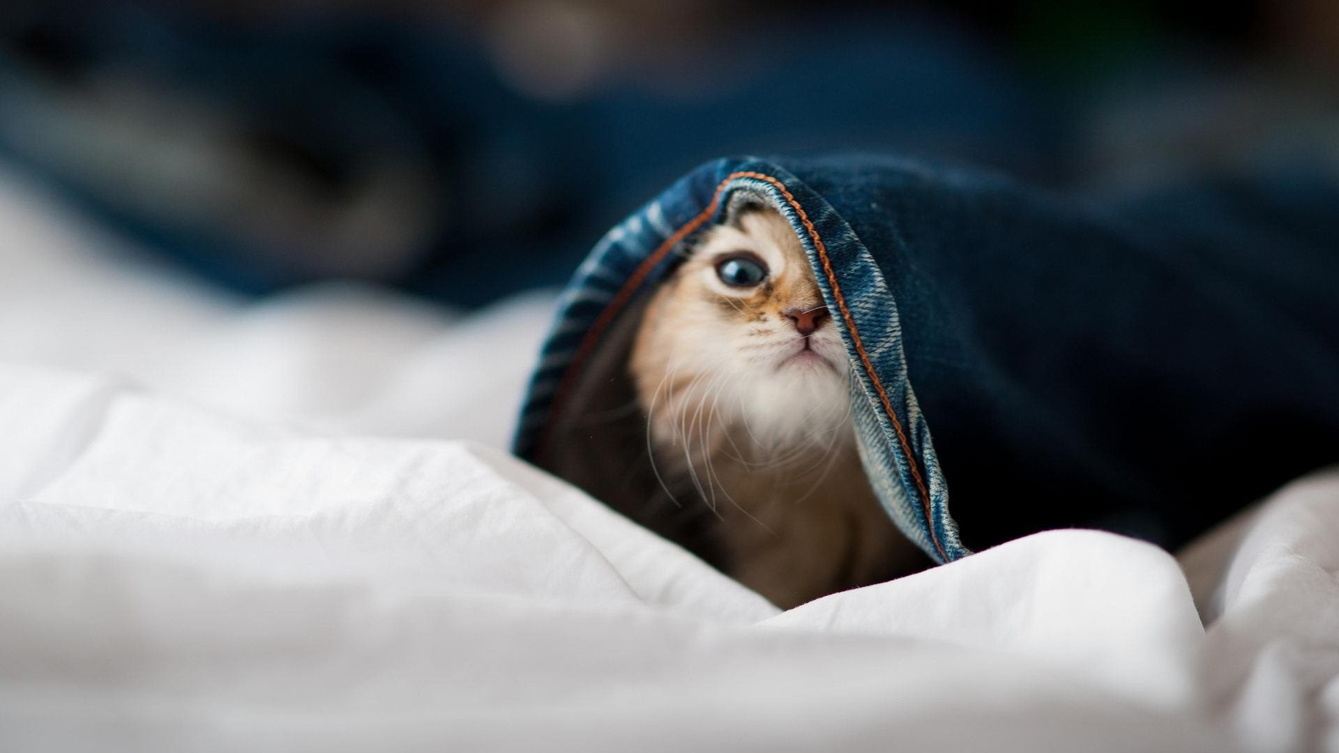 匈牙利男队再度闯入世锦赛决赛圈,匈牙利男队再度闯入世锦赛决赛圈视频