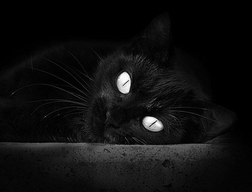 开云体育在线-南非羚羊队：稳固防线与精准进攻，成为其他球队难以逾越的巅峰