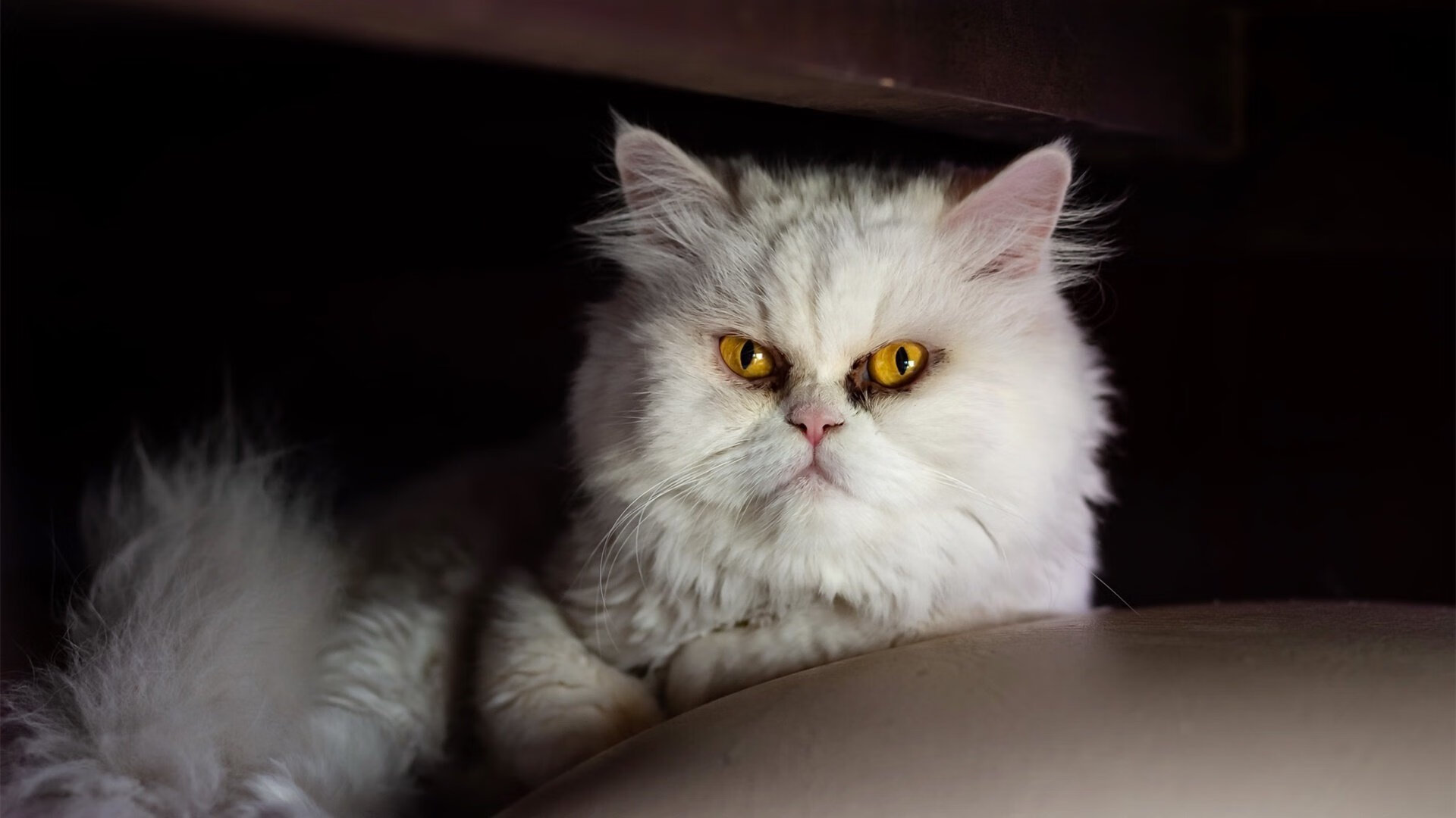 开云体育app入口-斯密斯：掌控比赛节奏的“冷静指挥官”，全黑队的核心