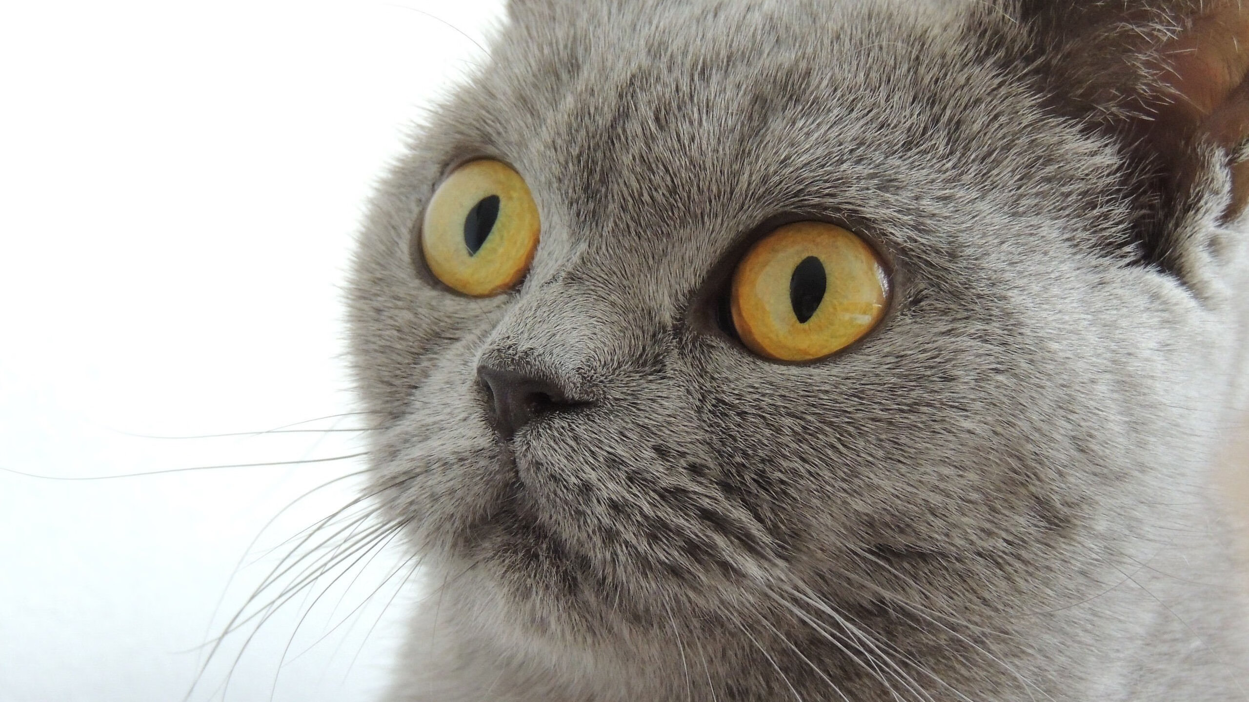 开云体育平台-法甲传奇对战：经典瞬间永存人心，法甲 百科