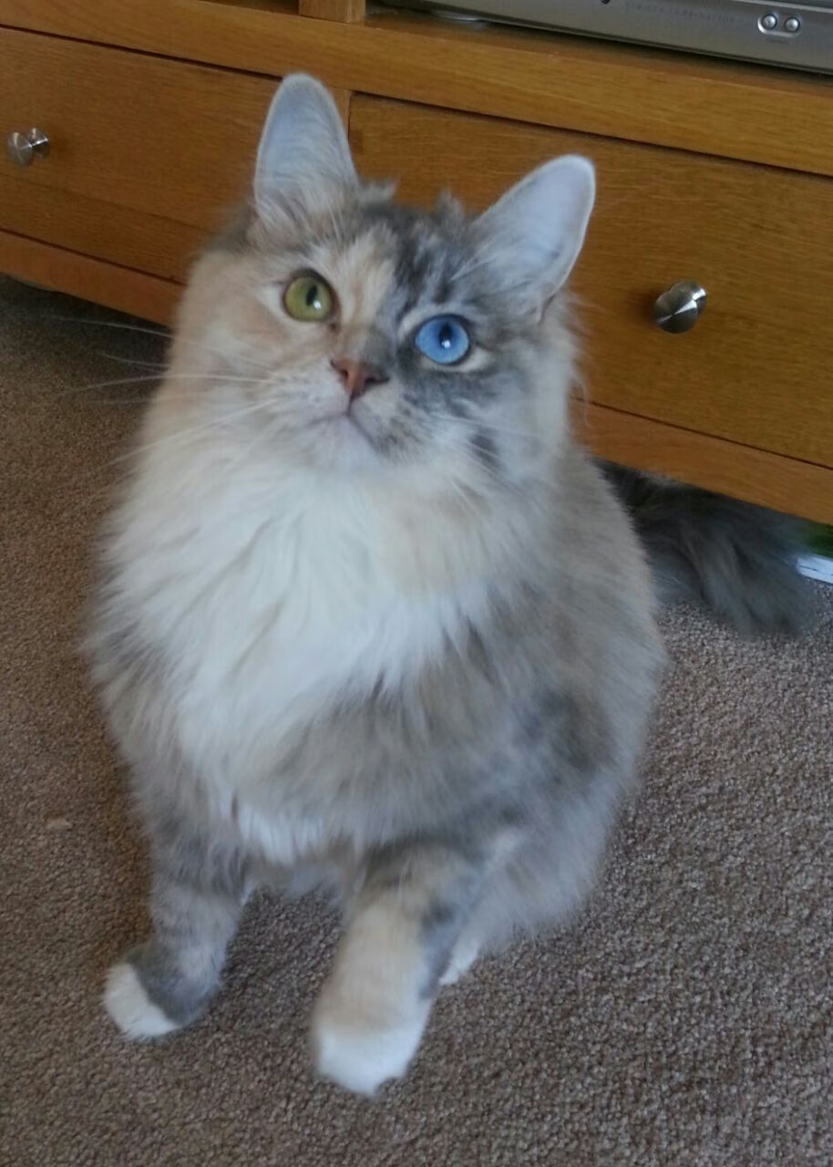 开云体育入口-爱尔兰橄榄球赛事成为国际品牌新宠，爱尔兰式橄榄球