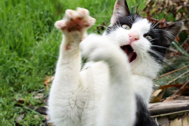 球员参加慈善晚宴筹款,回馈基层篮球项目,篮球赞助方案