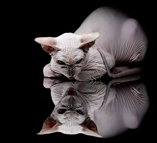 竞技场上没有永远的强者,没有竞技场的手游