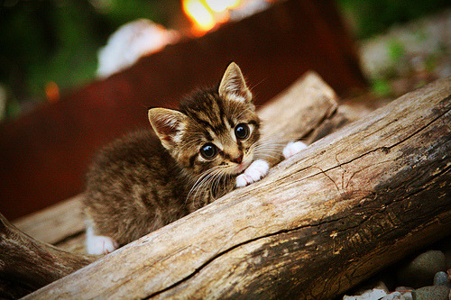 篮球运动员职业生涯规划指导,篮球职业规划怎么写