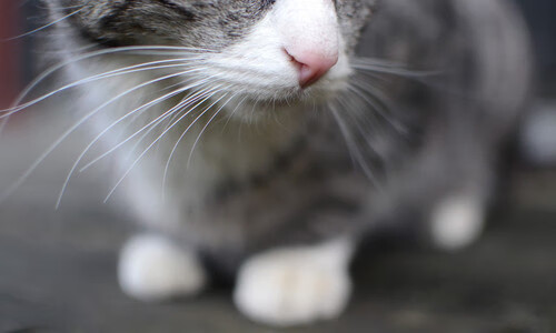 开云体育在线下载-CBA分组出炉 广东上海同组引发期待，cba赛程广东队员名单