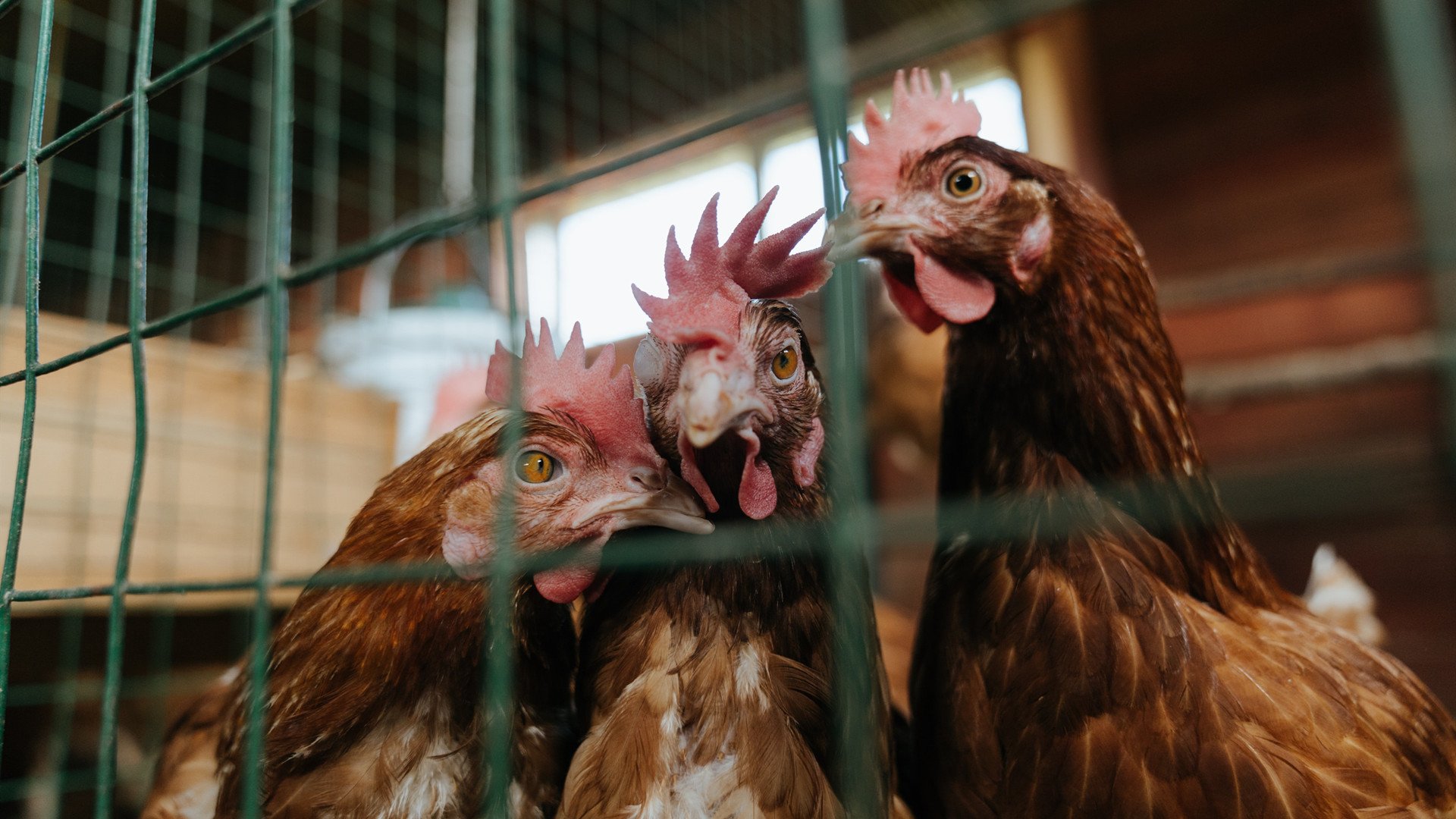 开云体育网址-PSG4–0横扫皇马进决赛，实力碾压欧洲豪强