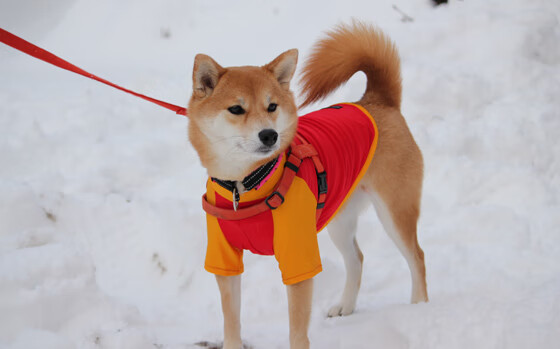 开云体育入口-《冠军》报道：张雨霏再攀高峰，张雨霏夺冠历程